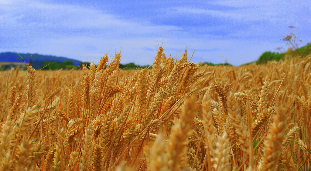 Wheat Field Gluten Free
