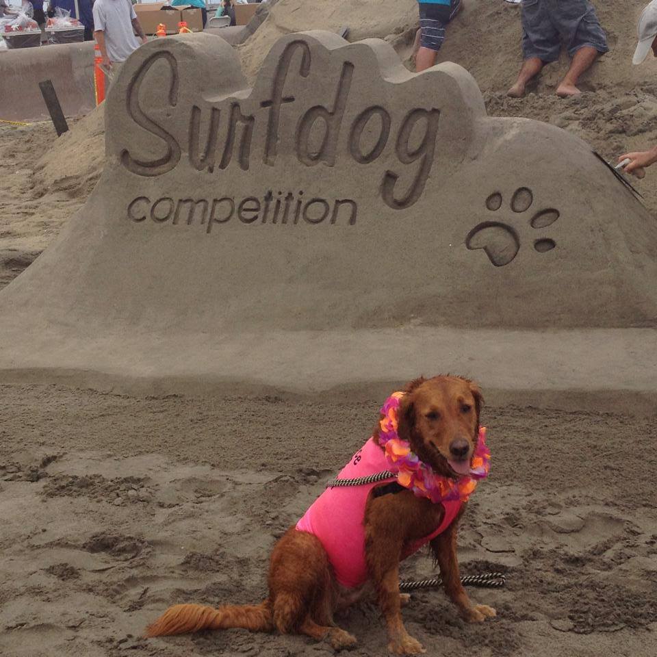 Ricochet at her winning surf dog competition