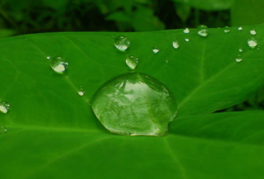 Droplet on Leaf by Easa Shamlh