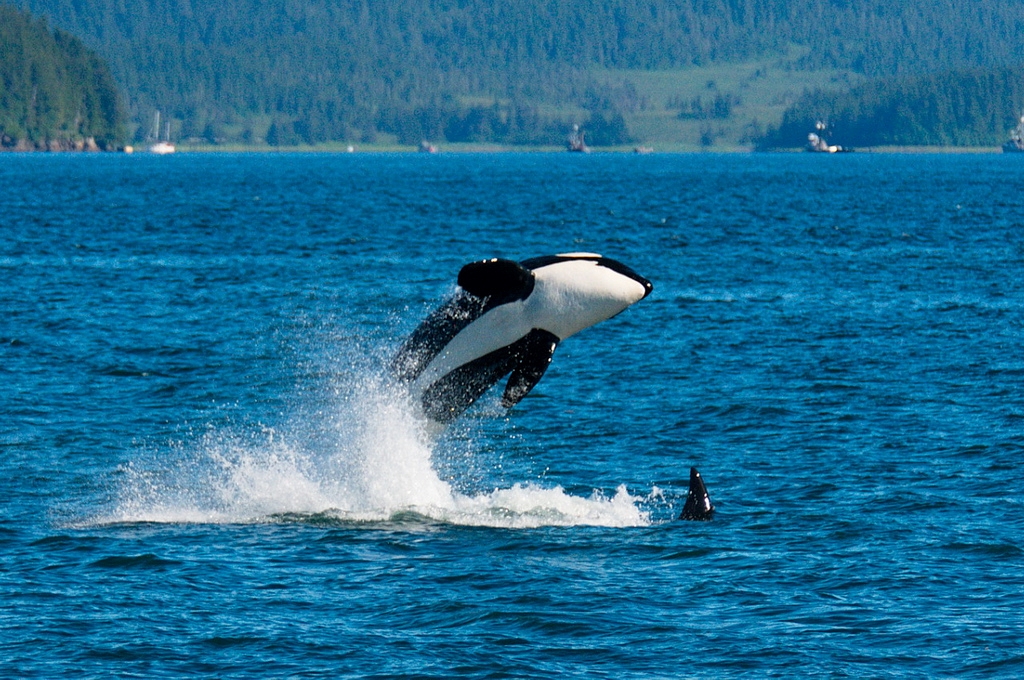 Orca Whales by Dave Bezaire #freeTilikum