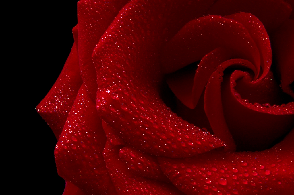 The Bachelor Red Rose by Clare Black