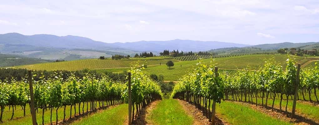 Chianti Vineyards - A Slow Travel Experience with Km Zero Tours