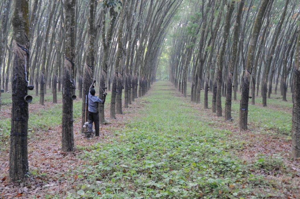 Tapping rubber trees