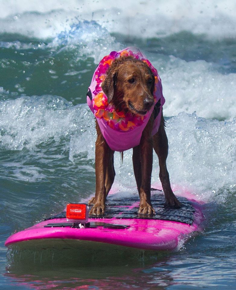 Ricochet the surf dog
